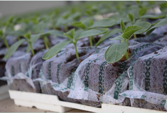 Love to nurture urban gardening crops? Use RIOCOCO organic coir substrates!