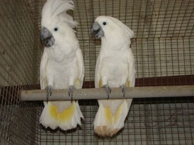 Beautiful pair of Umbrella Cockatoos ON sALE NOW