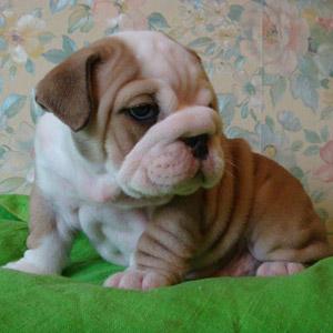 Gorgeous bulldog puppies with adorable personalities....