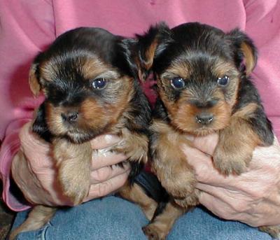 Yorkie puppies for free adoption in USA  and Worldwide.....