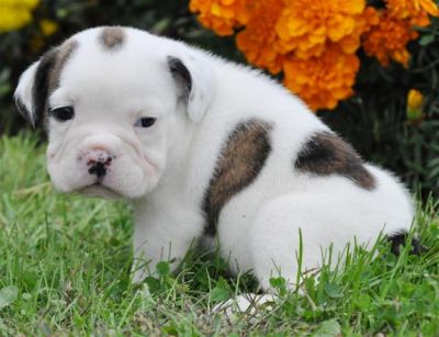 Lovely Puppies For Adoption