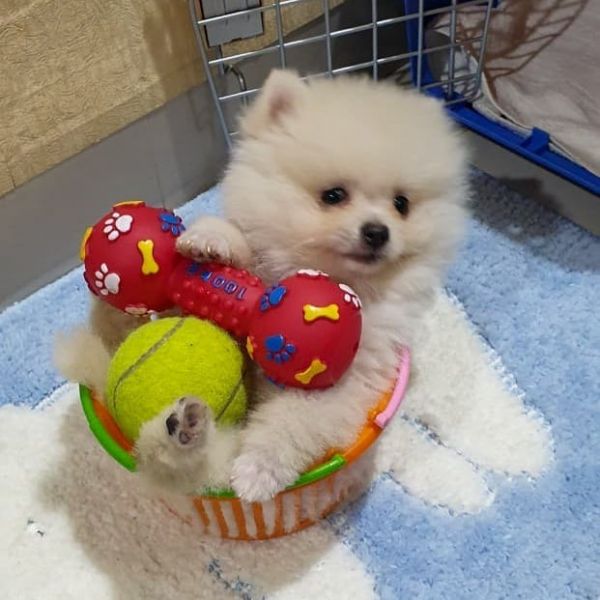 Teacup Pomeranian Puppies Available (678) 870-6738