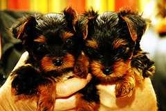 Teacup Yorkie puppies Ready