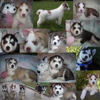 AKC Siberian Husky Pups