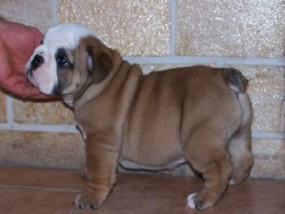 Magnificent English Bulldog puppies to go out now ......