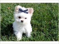 Beautiful A.K.C. Purebred Teacup Maltese Puppies