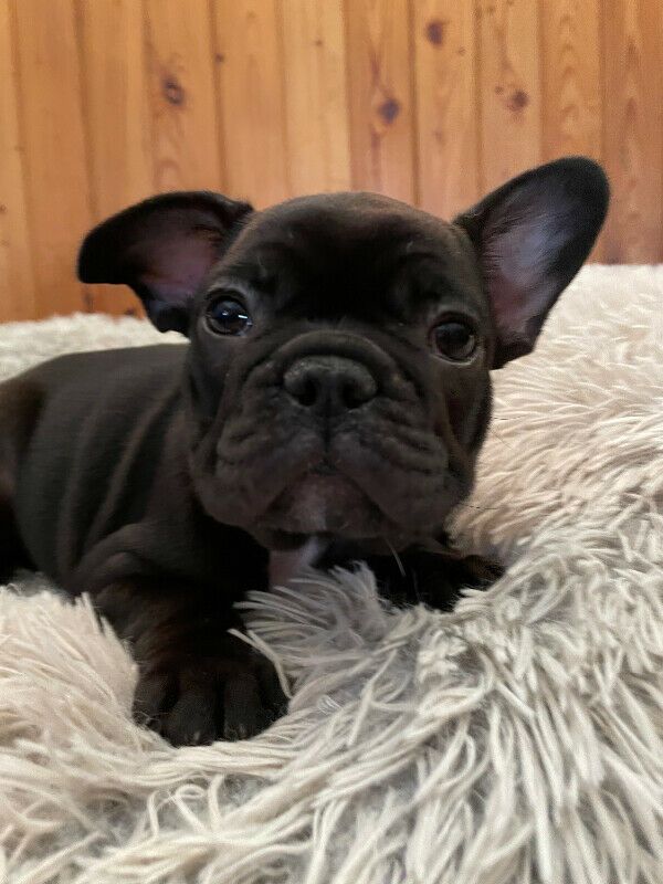 Registered French Bulldogs for sale
