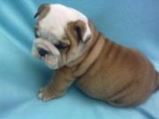 Pet Adoption: cute and adorable bulldog puppies for free adoption