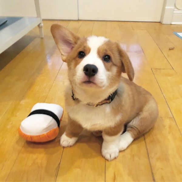 Cute Corgi puppies for adoption