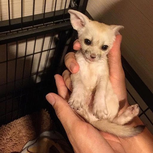 Fennec foxes for sale