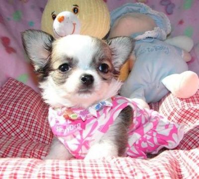 Adorable Chihuahua for you all