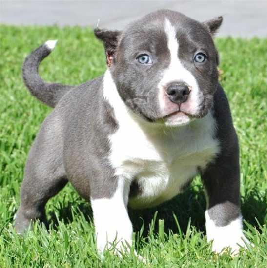 UKC American Pitbull Puppies for Adoption