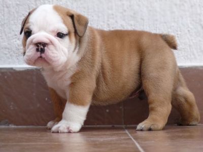 TWO ENGLISH BULLDOG PUPPIES FOR FREE ADOPTION
