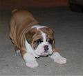  adorable male and female english bulldog puppies