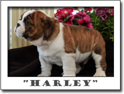 English bulldog puppies for sale ,