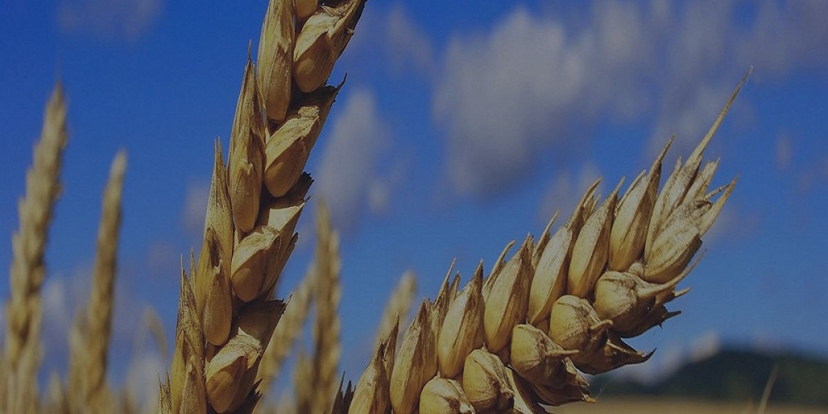 Global Wheat market data