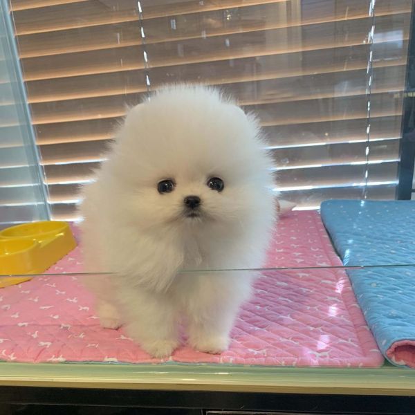  Mini Schnauzer  Puppies For Sale | https://sunshineteacuppuppieshome.com/