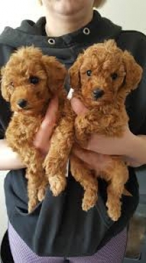 Red Toy Poodle Puppies Available