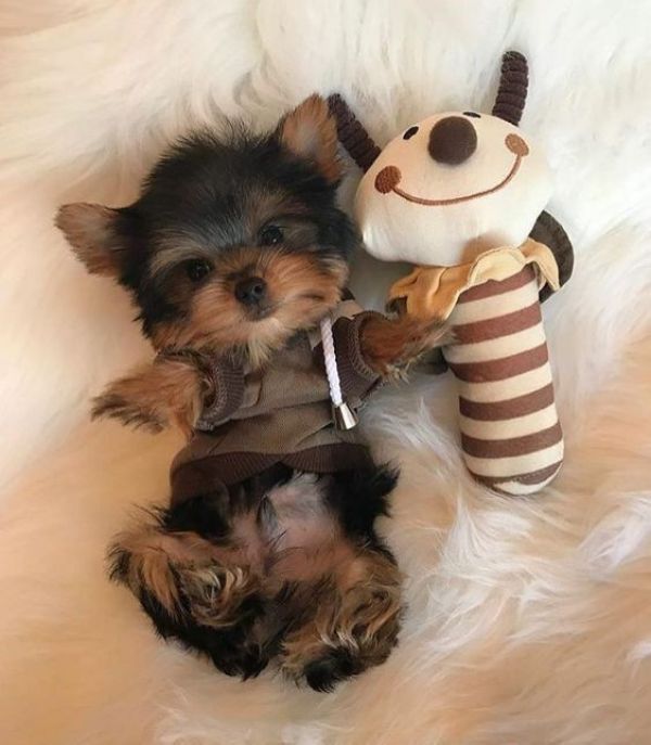 Cutest Yorkie puppies