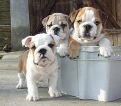 AKC English Bulldog