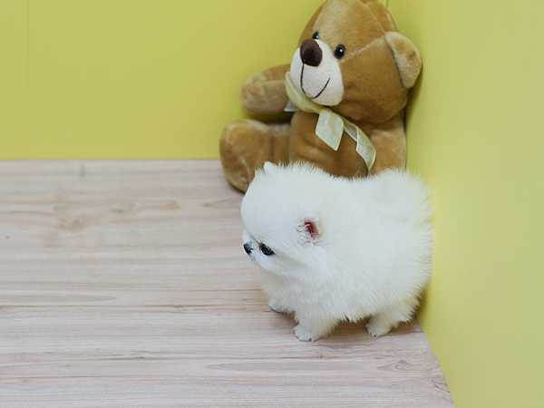 Teacup toy Pomeranian puppies available!!!!!! Text (719)982-8517 )