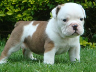 Cute and adorable pure breed english bulldog puppies 