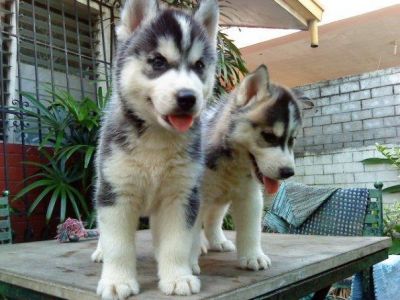Wow! Lovely Siberian Husky Puppies For New Homes