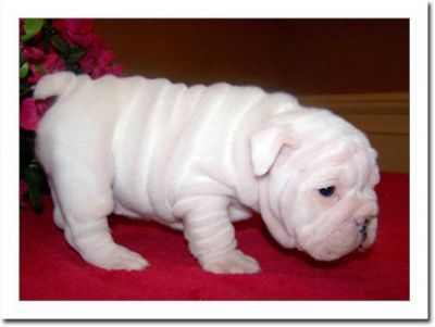 Affectionate English bulldog,, for adoption,,