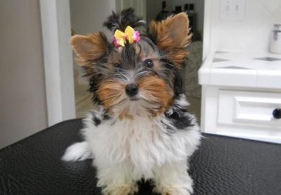 Wow:Healthy Charming, and adorable yorkie puppies Available