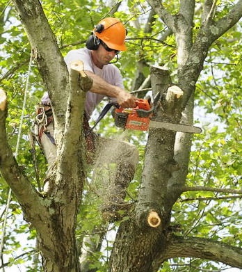 Tree removal acton, Culpeper VA
