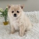 Two Awesome T-Cup Pomeranian Puppies