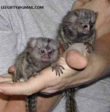 Healthy Finger Baby marmoset monkeys for sale