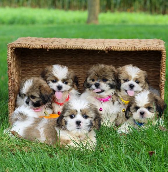 Adorable Shitz Tzu Puppies for rehoming