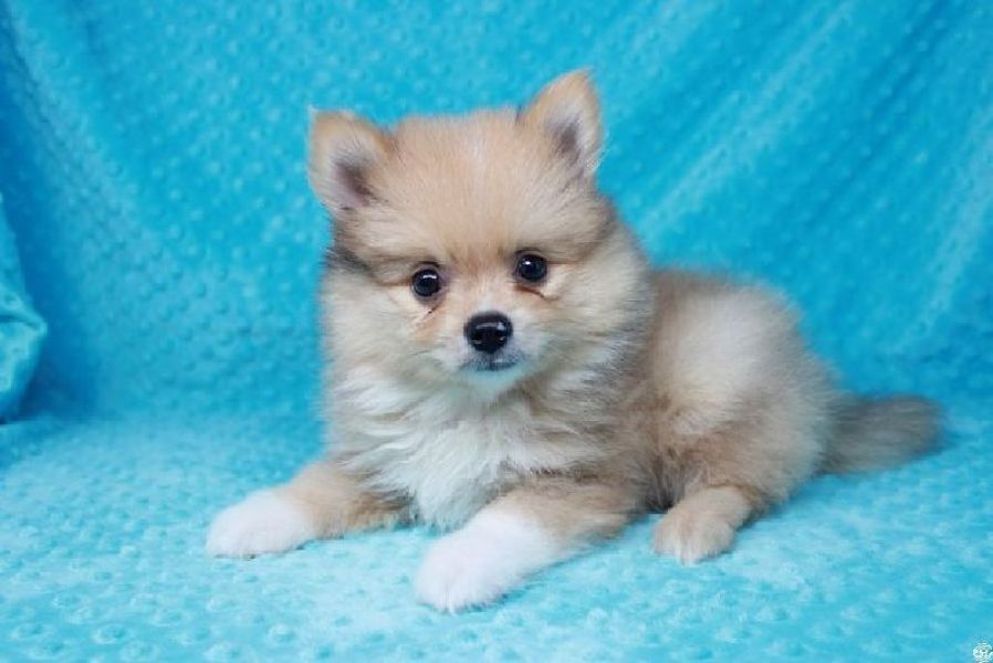 Teacup Pomeranian Puppies Available (719) 982-8517