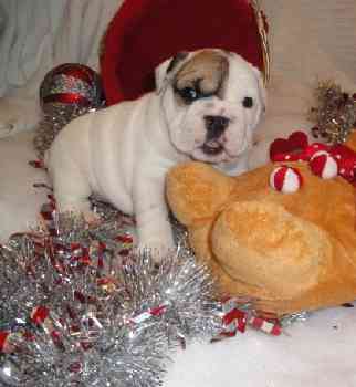 ;nice caring and good English bulldog puppies