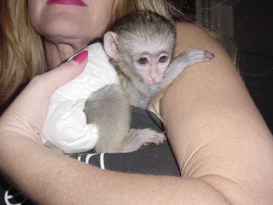 Healthy Capuchin Monkeys For Adoption