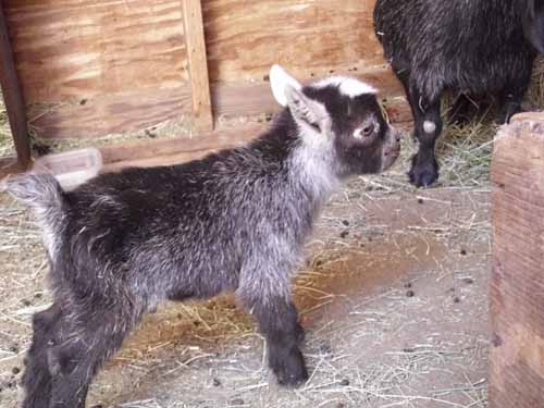 African Pygmy Goat for Sale – Ship Worldwide