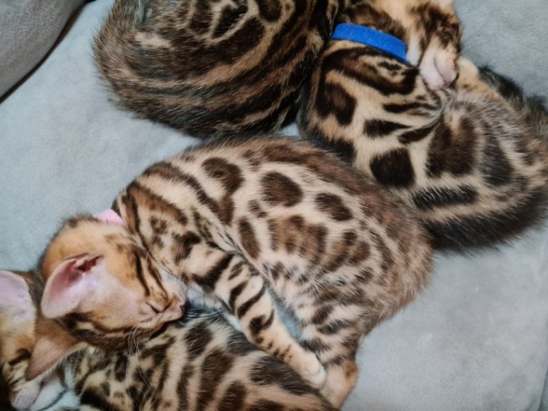  Stunning Bengal Kittens
