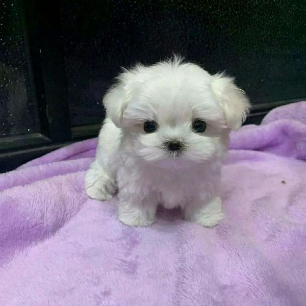 Sweet Maltese puppies available for adoption