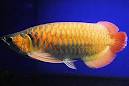      Red Arowana, Super Red, Chili Red , Gold Arowana and Cross and Xbacks Asian Arowana fish for sa