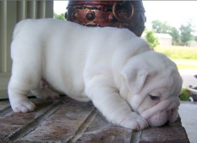 English Bulldog For Adoption!!!