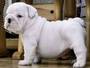 Well train english bulldog for a good home