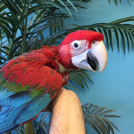 Green Wing Macaw