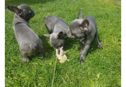 French bulldog Puppies for sale