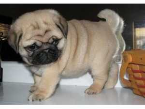 Endearing Pug Puppies For Sale Text 