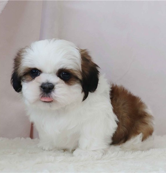 Clean Shih Tzu Puppies For Sale
