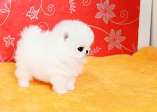 Cuttest teacup pomeranian puppies for sale