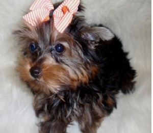 Cute and Adorable Yorkshire Puppies For Adoption