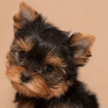 Cutest Yorkie puppies (234)301-0838