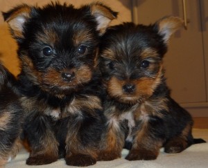 Adorable Teacup Yorkshire Terrier Puppies